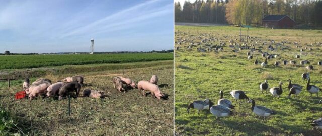 Schipol Airport in Amsterdam is using pigs to scare away geese and thus increase security.
